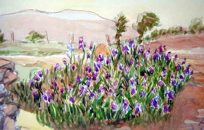 aquarelle de bernard landelle iris en ardèche